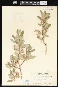 Salix brachycarpa image