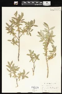 Salix brachycarpa image