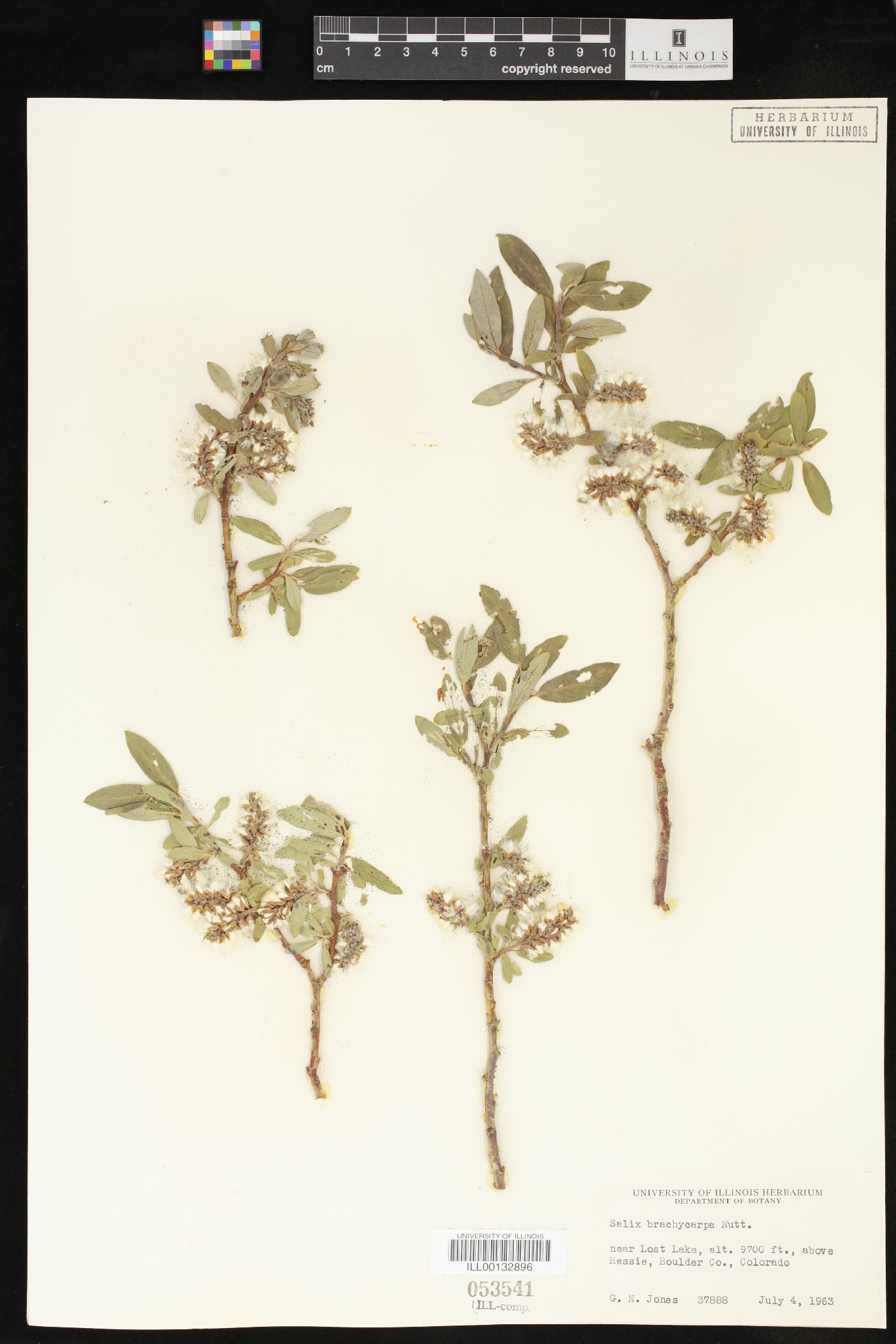 Salix brachycarpa image