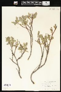 Salix brachycarpa image