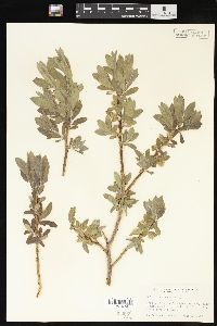 Salix brachycarpa image