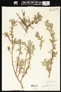 Salix brachycarpa image