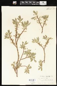 Salix brachycarpa image