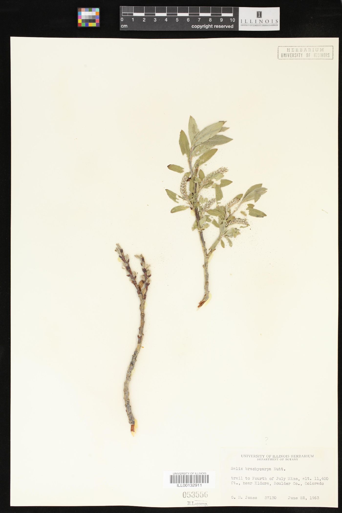 Salix brachycarpa image