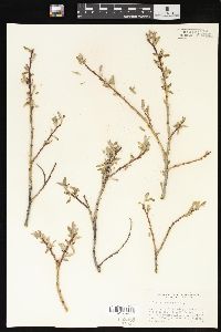 Salix brachycarpa image