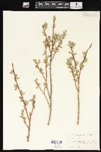 Salix brachycarpa image