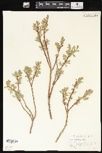 Salix brachycarpa image