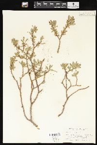 Salix brachycarpa image