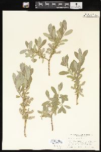 Salix brachycarpa image