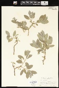 Salix brachycarpa image