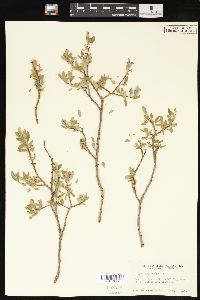 Salix brachycarpa image