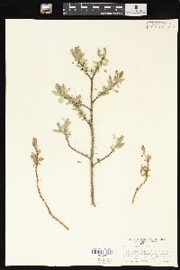 Salix brachycarpa image