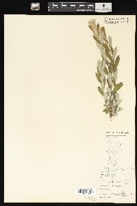 Salix brachycarpa var. antimima image