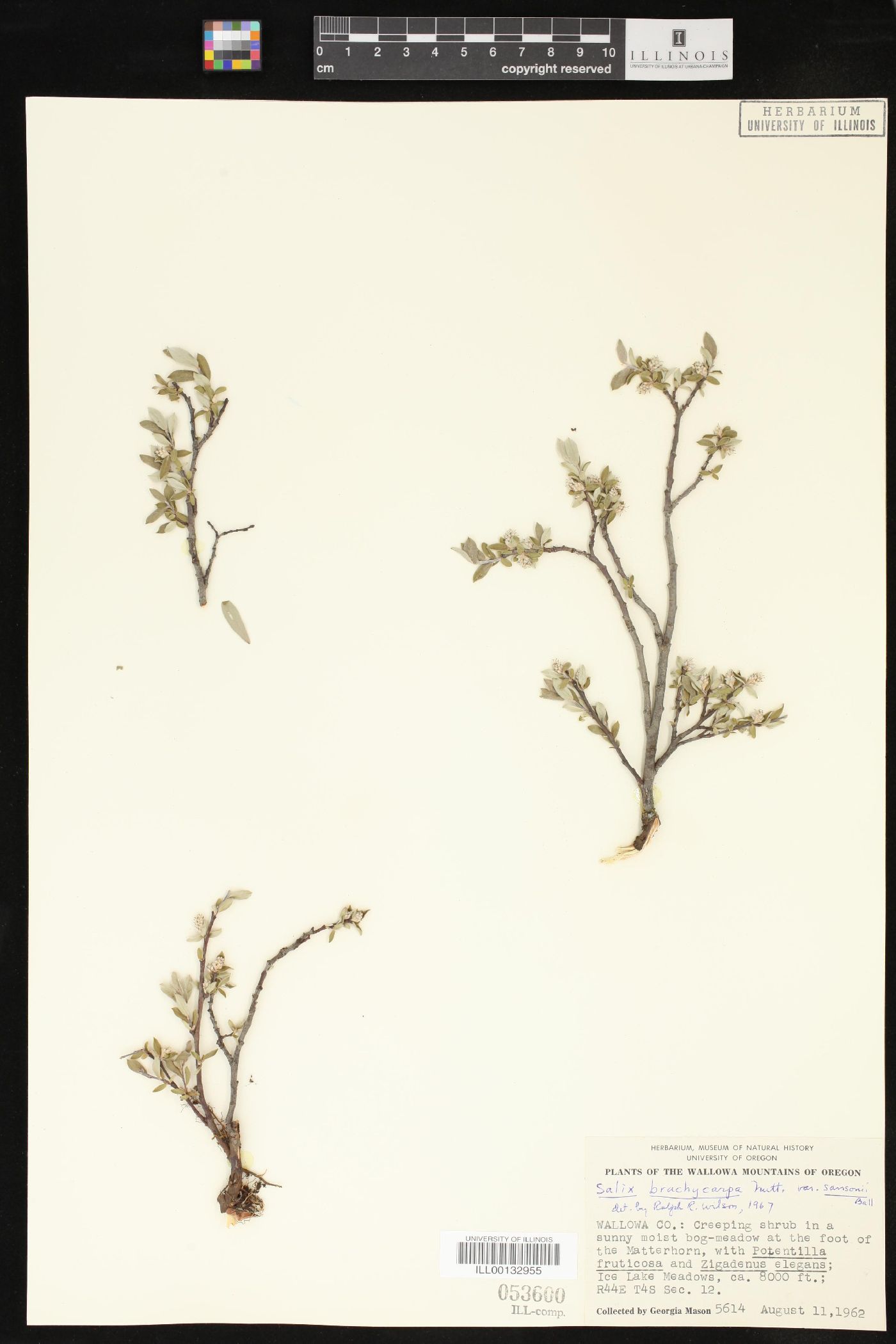 Salix brachycarpa var. sansonii image