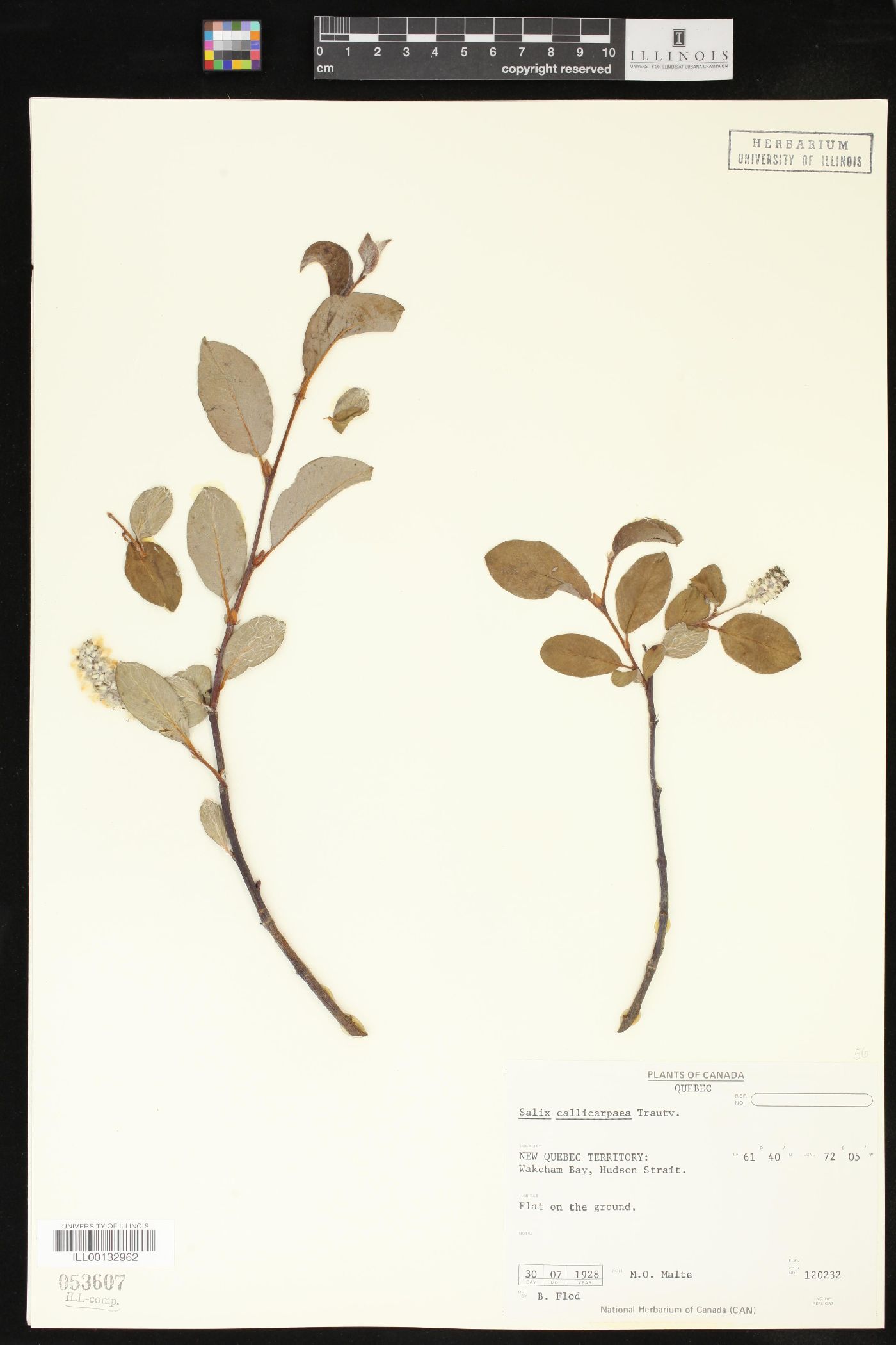 Salix callicarpaea image