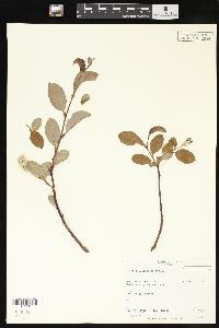 Salix callicarpaea image