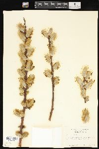 Salix caprea image