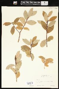 Salix caprea image