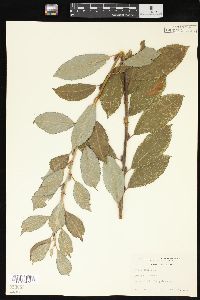 Salix caprea image