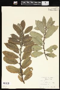 Salix caprea image