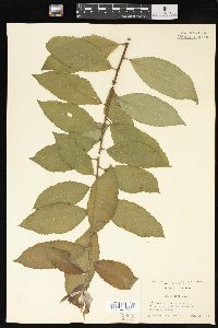 Salix caprea image