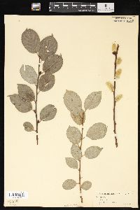 Salix caprea image