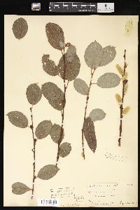 Salix caprea image