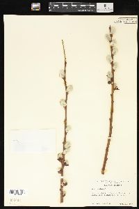 Salix caprea image