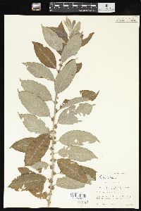 Salix caprea image