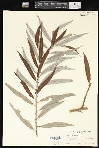 Salix caroliniana image