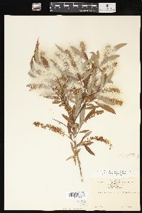 Salix caroliniana image