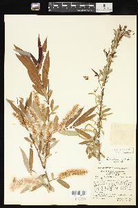 Salix caroliniana image