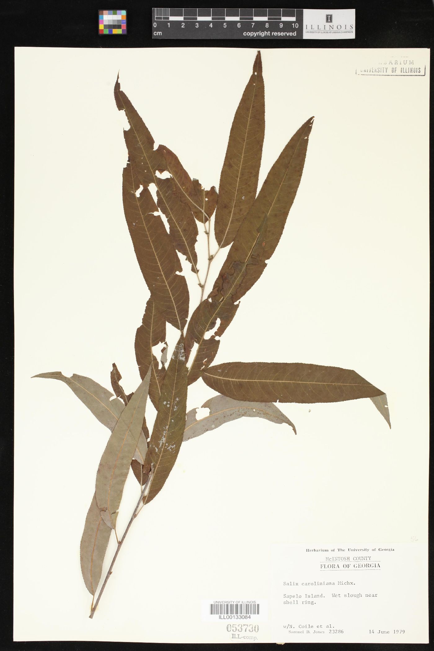 Salix caroliniana image