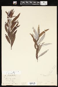 Salix caroliniana image