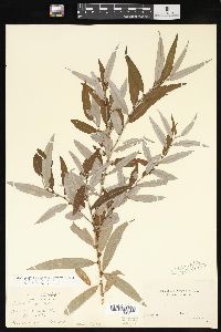 Salix caroliniana image