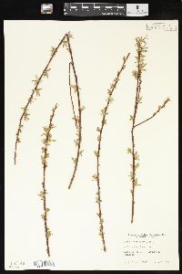 Salix caroliniana image