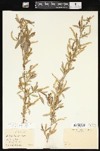 Salix caroliniana image