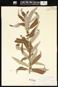 Salix caroliniana image