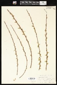 Salix caroliniana image