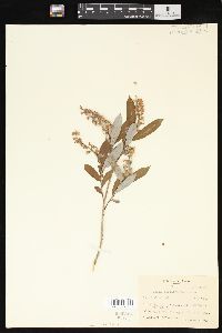 Salix caroliniana image