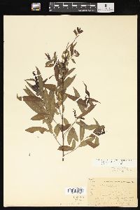 Salix caroliniana image