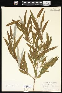 Salix caroliniana image