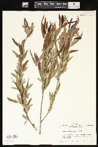 Salix caroliniana image