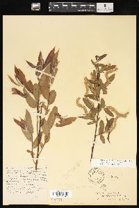 Salix caroliniana image