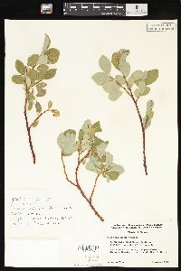 Salix chamissonis image