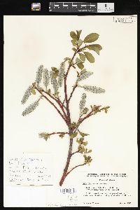 Salix chamissonis image