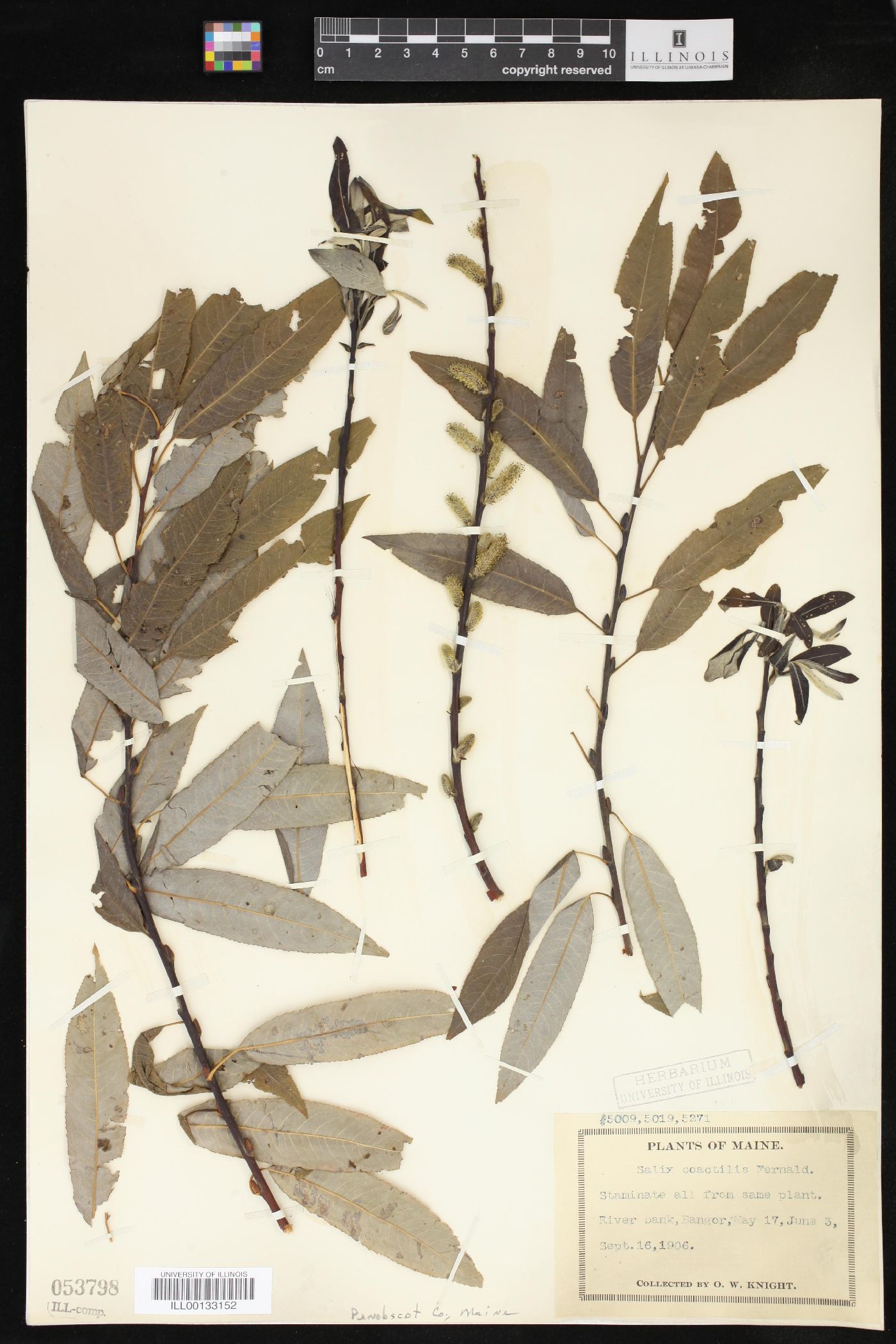 Salix coactilis image