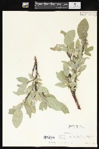 Salix commutata image