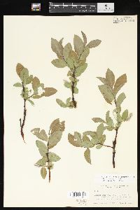 Salix commutata image