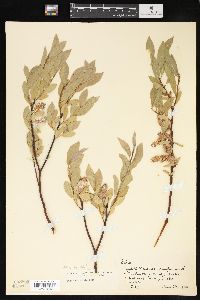 Salix commutata image